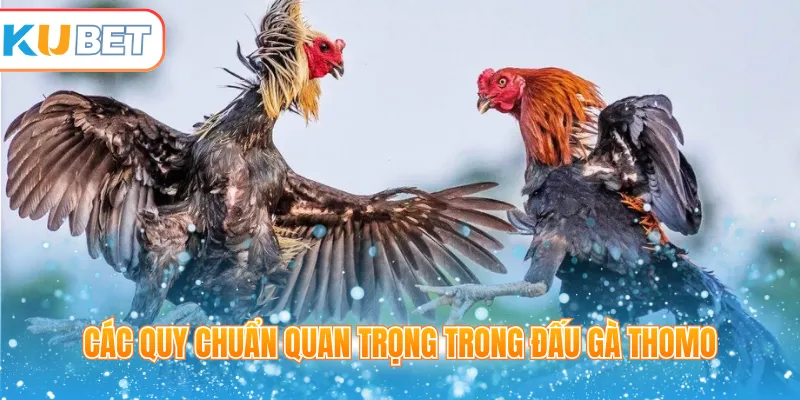 Các quy chuẩn quan trọng trong đấu gà Thomo 