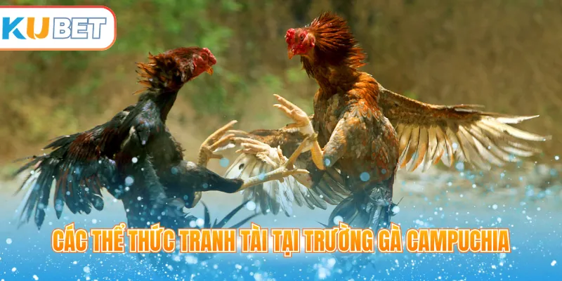 Các thể thức tranh tài tại trường gà Campuchia 