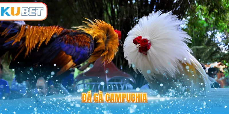 Đá gà Campuchia