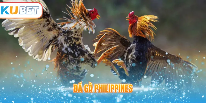 Đá gà Philippines