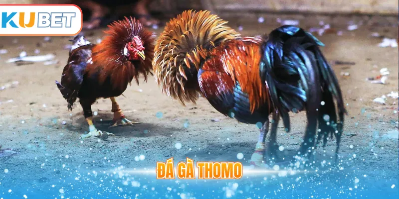 Đá gà Thomo