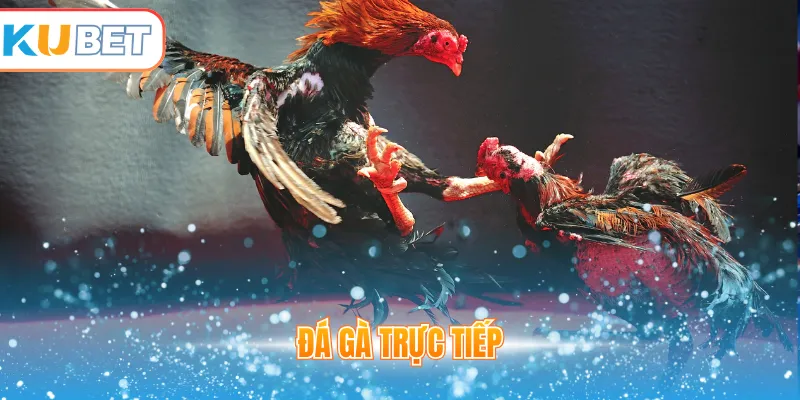 Đá gà trực tiếp