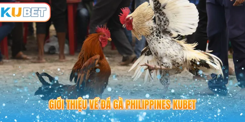 Giới thiệu về đá gà Philippines Kubet