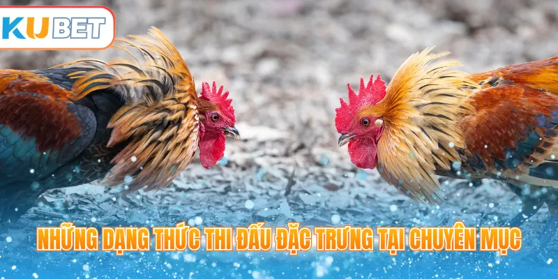 Những dạng thức thi đấu đặc trưng tại chuyên mục
