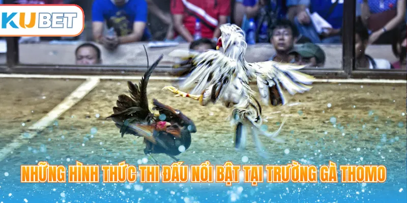 Những hình thức thi đấu nổi bật tại trường gà Thomo 
