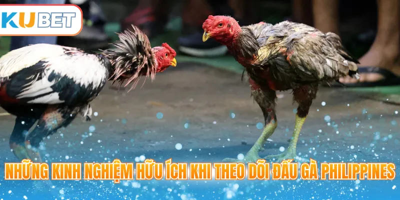 Những kinh nghiệm hữu ích khi theo dõi đấu gà Philippines 