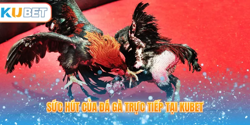 Sức hút của đá gà trực tiếp tại Kubet