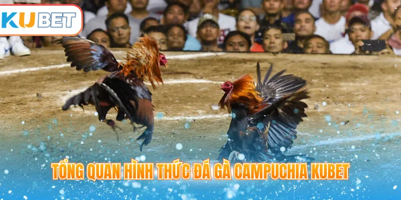 Tổng quan hình thức đá gà Campuchia Kubet