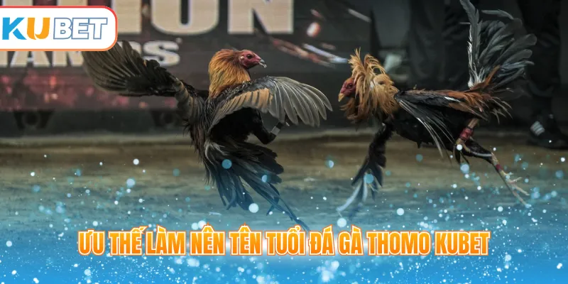 Ưu thế làm nên tên tuổi đá gà Thomo Kubet
