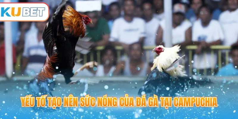 Yếu tố tạo nên sức nóng của đá gà tại Campuchia 